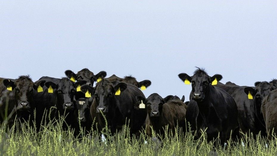 La cadena de la carne  Curso internacional para certificar ecografistas ganaderos
